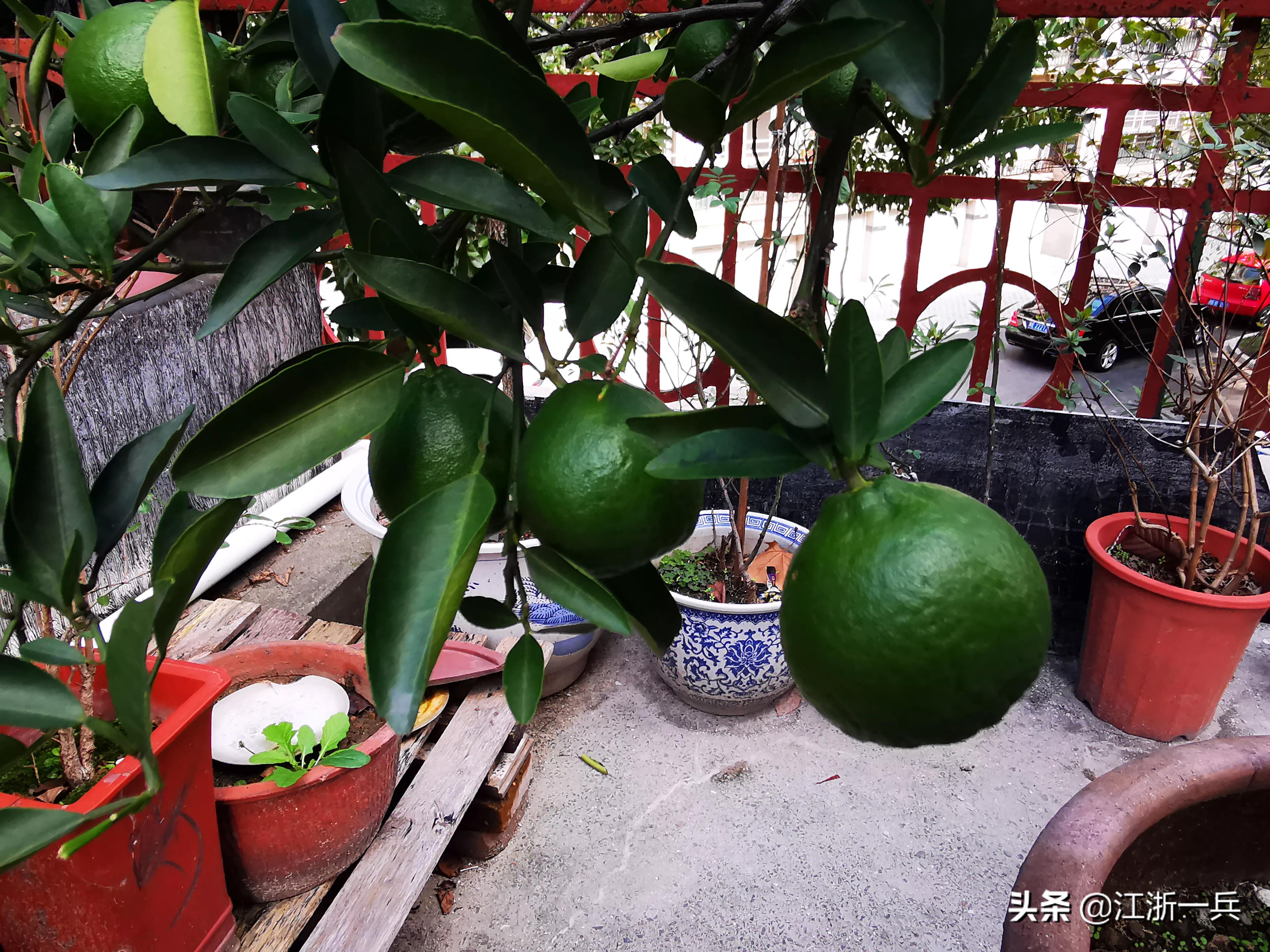 农村亏本生意,乡土散文经典赶集