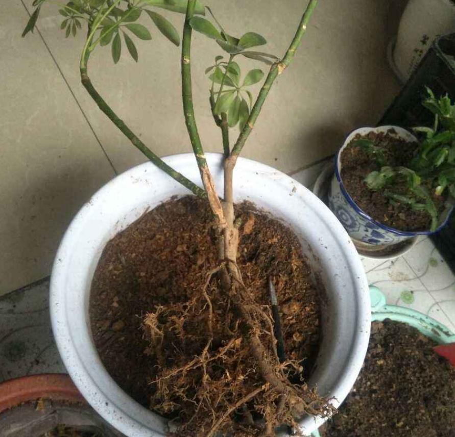 不花钱自制养花土可以吗,养花用过的旧土怎么处理