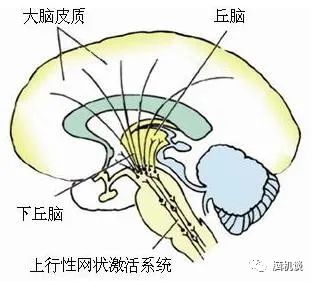 ​《脑机往事（3）—维达尔的秘密》
