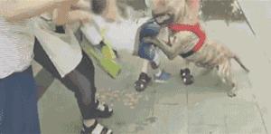 福州晋安区小区杀狗事件,福州路边杀人事件新消息