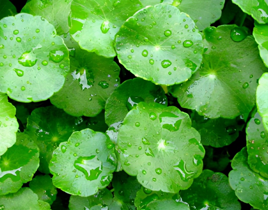 敷尔佳积雪草敏感,敷尔佳积雪草面膜有抗炎的效果吗