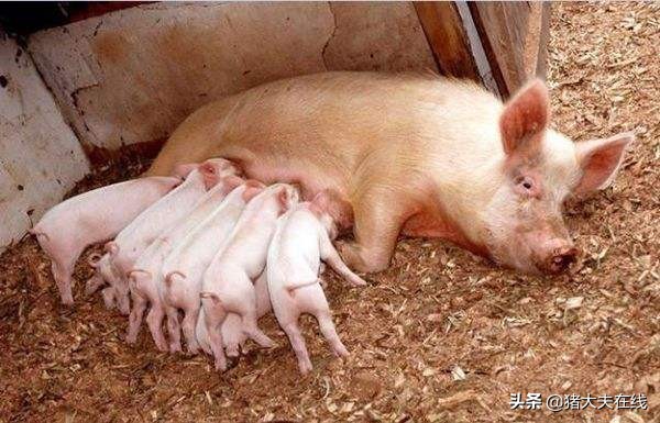 母猪产后不爱吃食奶水少怎么办,母猪产后7天呕吐不食怎么回事