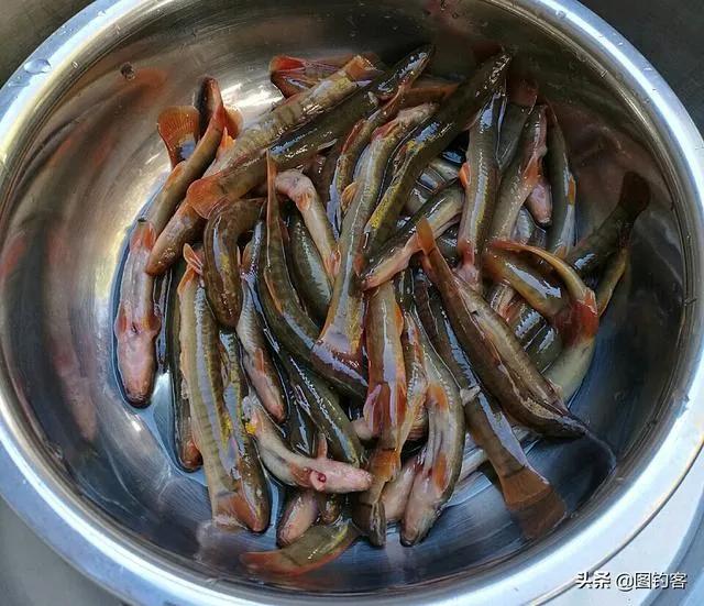 公认最好吃的10种淡水鱼,公认好吃淡水鱼有哪些种类