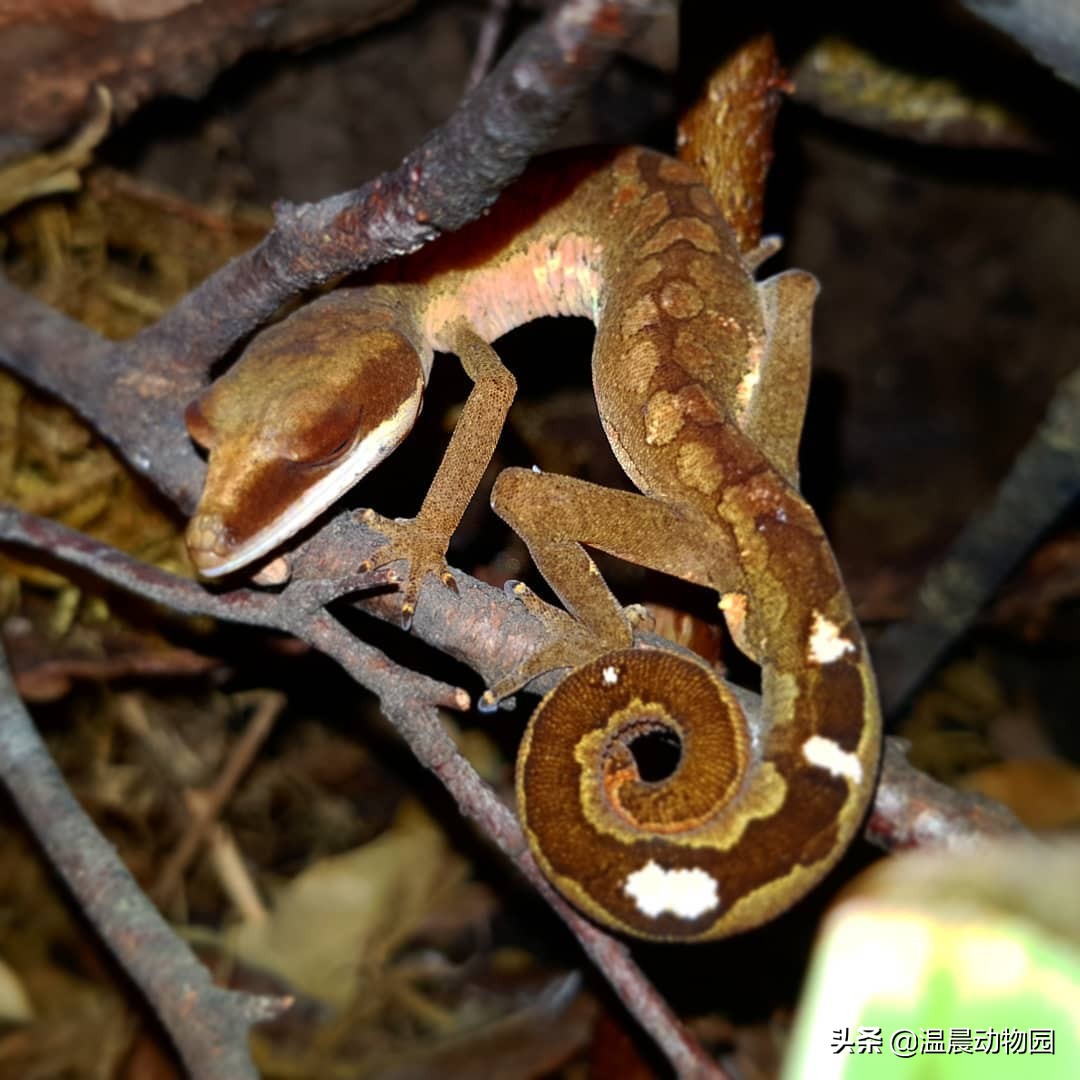 守宫宠物有多少种分别叫什么,守宫类宠物有哪些