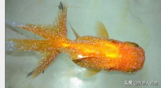 鱼身上长白点怎么处理鱼缸,观赏鱼身上有白点怎么治