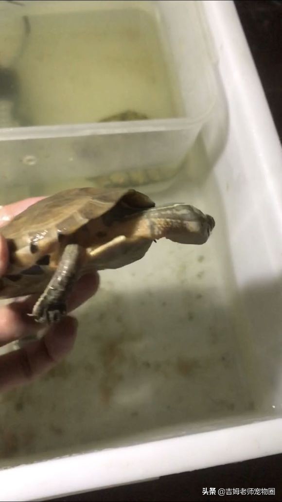 乌龟放水里一直游到岸边怎么办,乌龟溺水后眼睛是睁的还是闭的