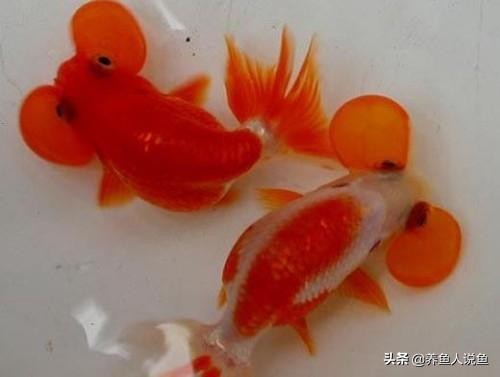 有哪些好看的金鱼可以养,十大最好养观赏鱼金鱼