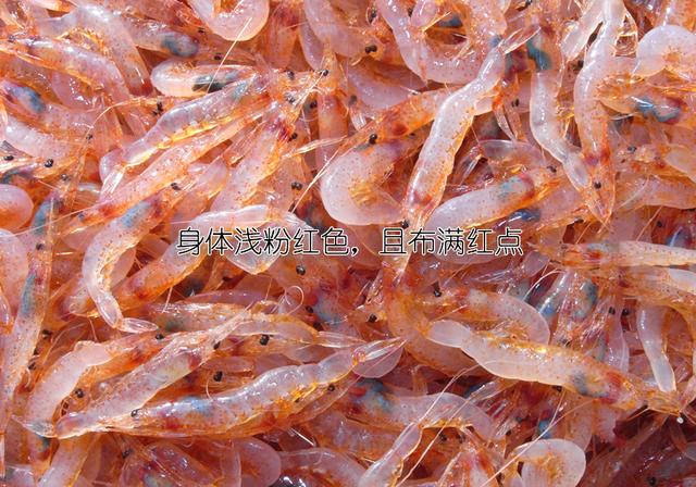 罗氏虾怎么辨别有没有膏,罗氏虾虾苗怎么分辨真假