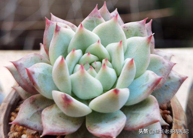 想要多肉多爆侧芽怎么办,想要多肉长得快怎么办