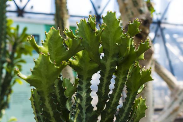 仙人掌介绍60多种独特的仙人掌,仙人掌开花的美图