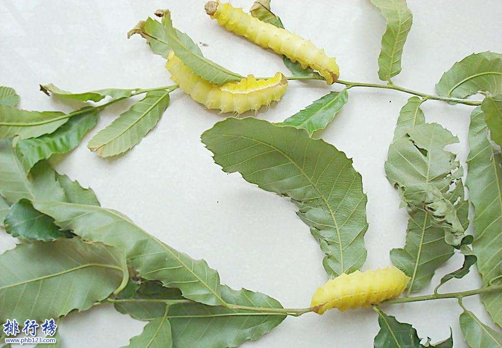 中国传说中的十大可怕盅术