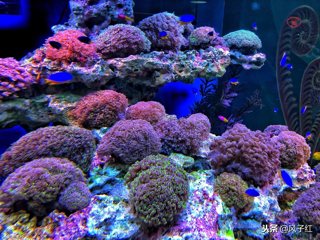 上海新地标丨海昌海洋公园一日游园玩法攻略