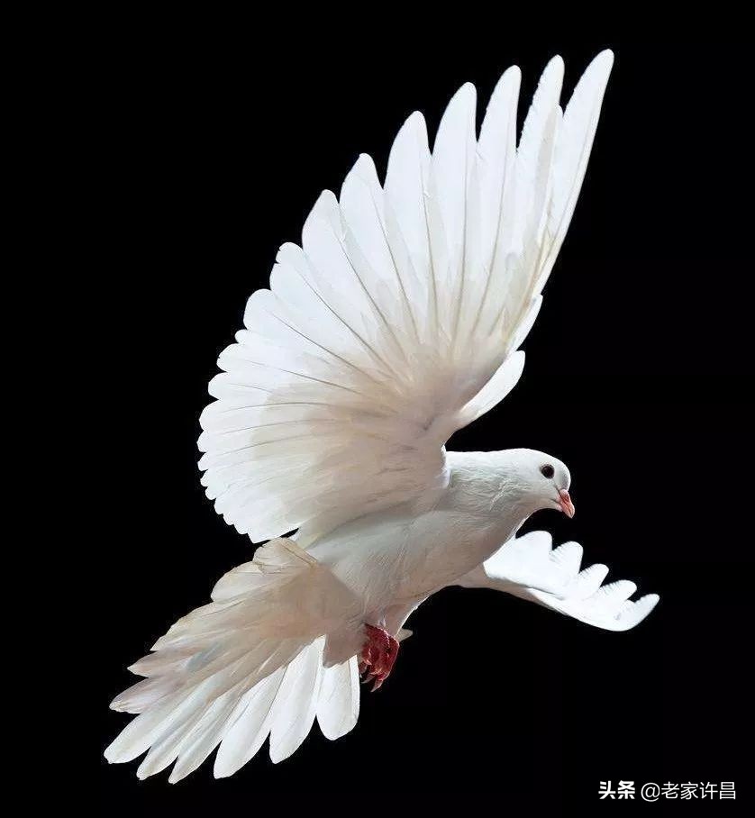 民间十大奇人奇事,许昌襄城县城关镇奇闻轶事