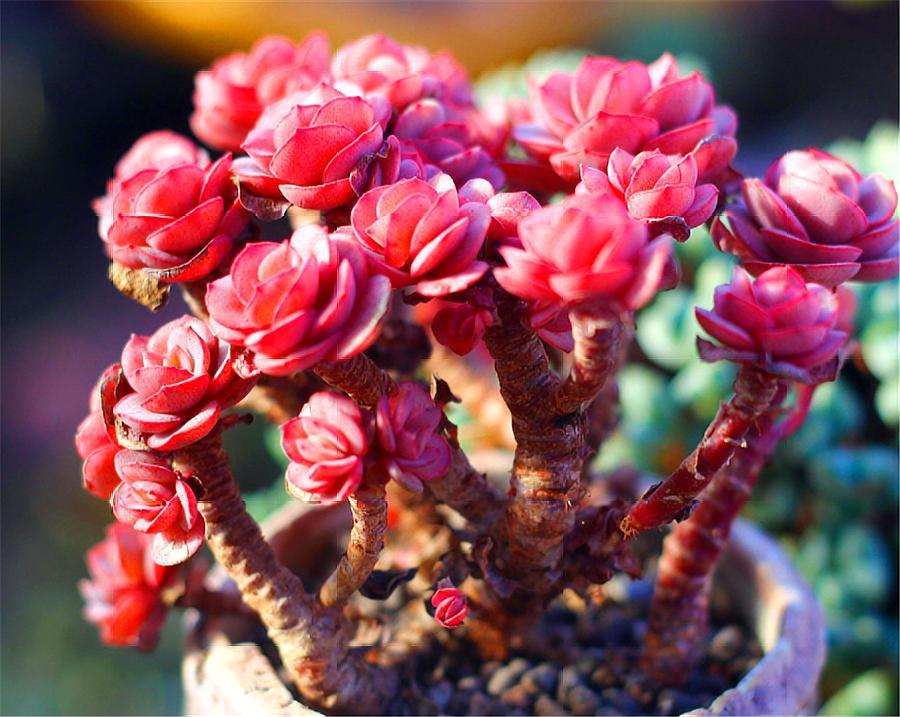 大叶子秀妍叶子徒长怎么办,多肉秀妍叶子一半枯萎