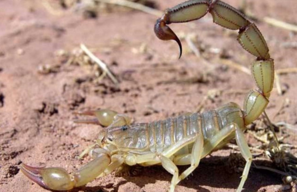 蝎子王的可怕之处,蝎子王都有哪些