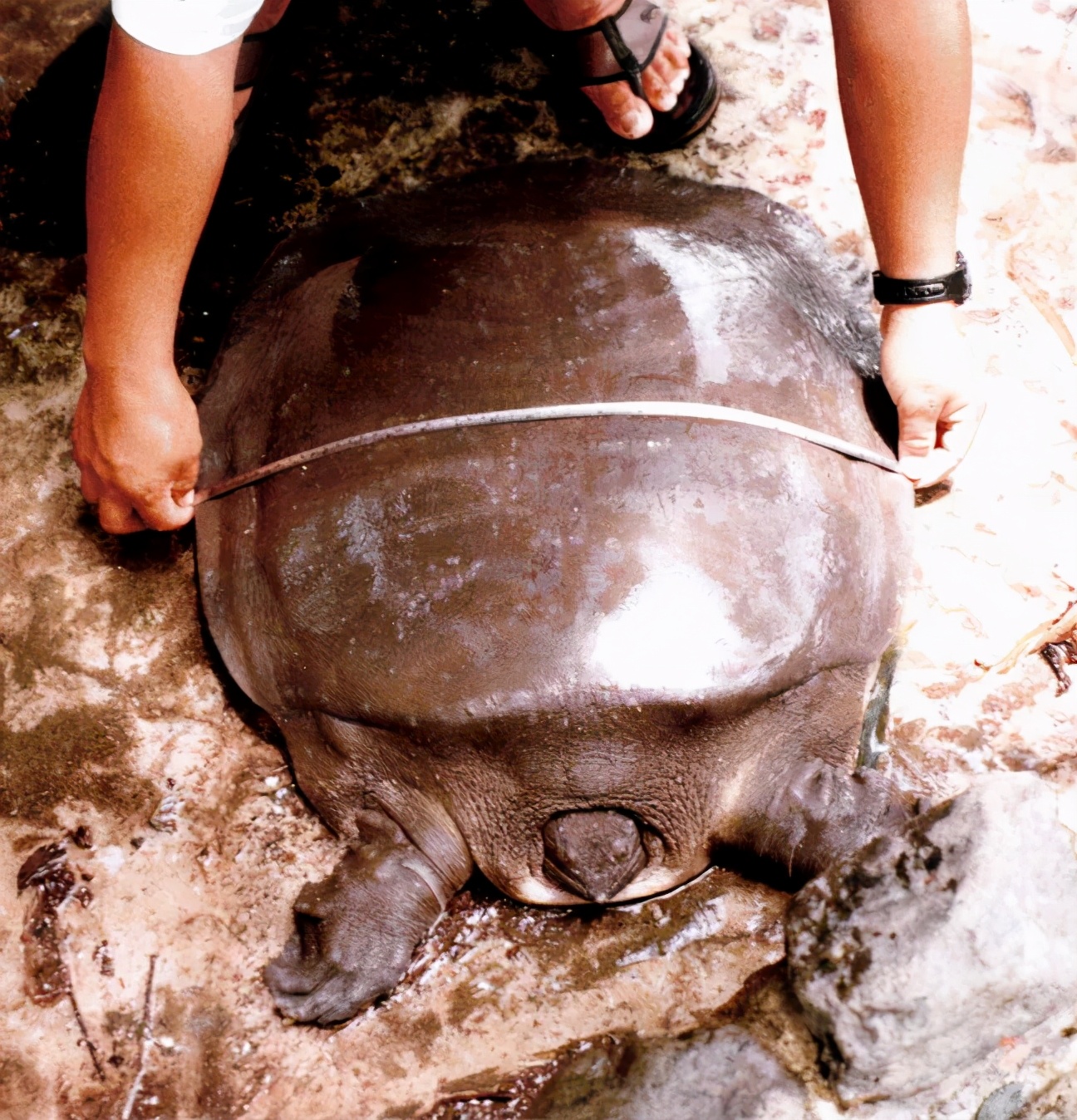 乌龟为什么能活那么多,乌龟为什么能活得那么长时间