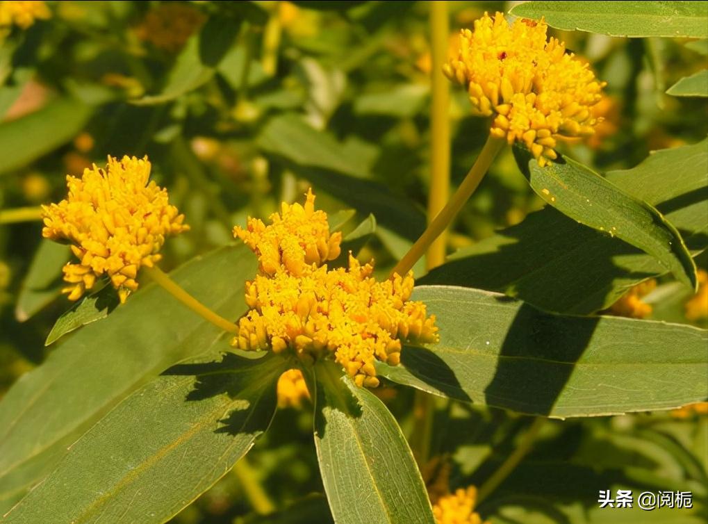 外来入侵物种，除了加拿大一枝黄花、小龙虾，你还知道哪些？