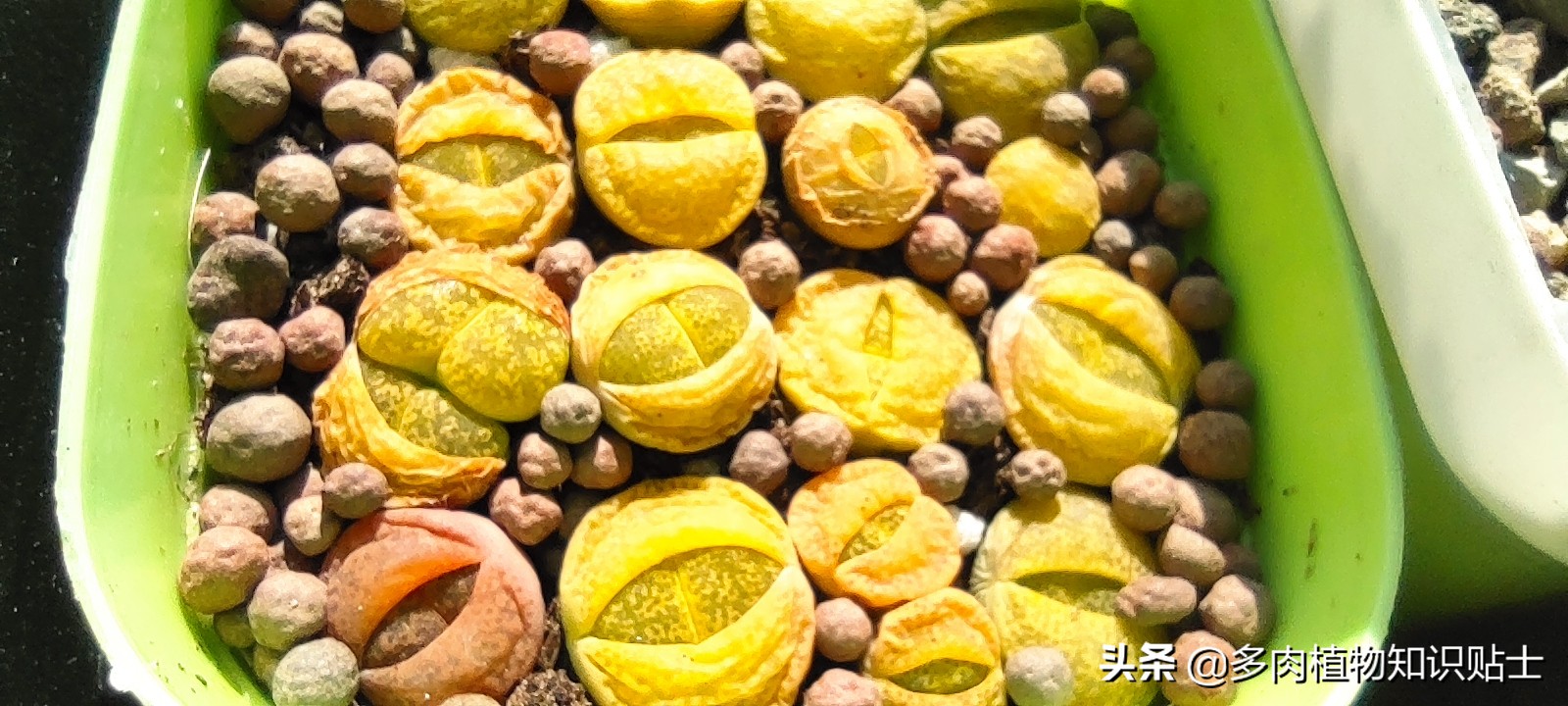 冬天生石花怎么养,冬天怎么养生石花