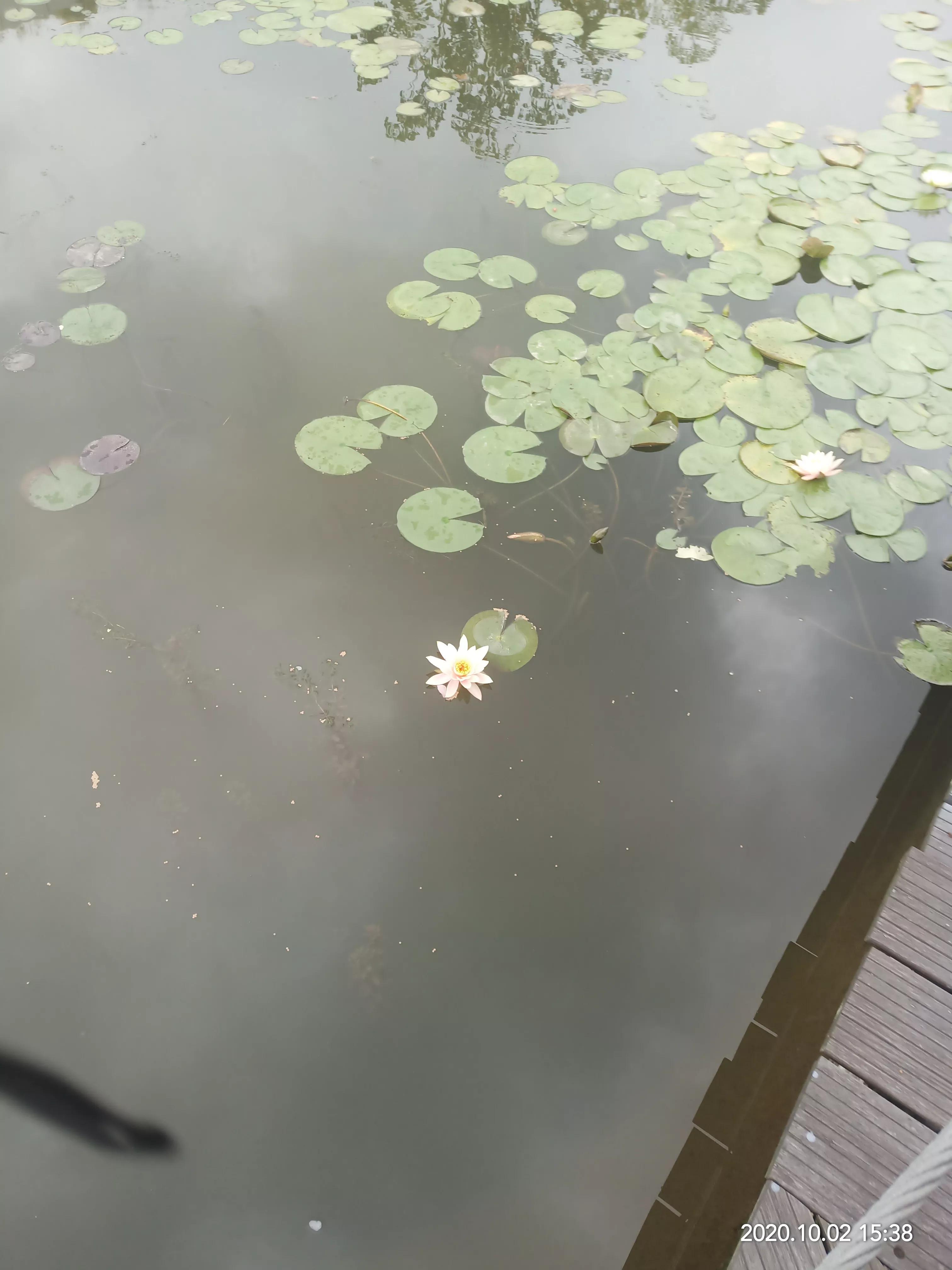 一朵荷花清新唯美,获奖唯美荷花