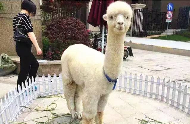 青岛萌宠乐园,青岛儿童温泉乐园