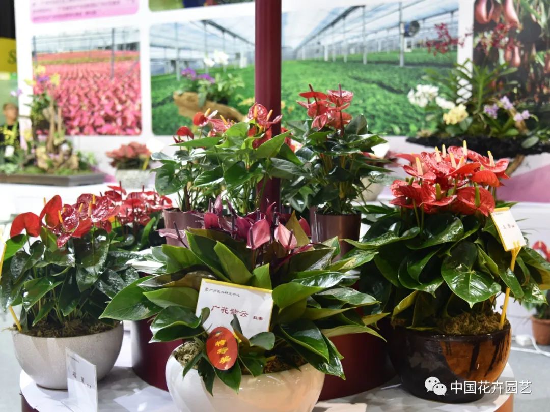 增强核心竞争力园艺国货未来可期|“中国产品中国造”专题