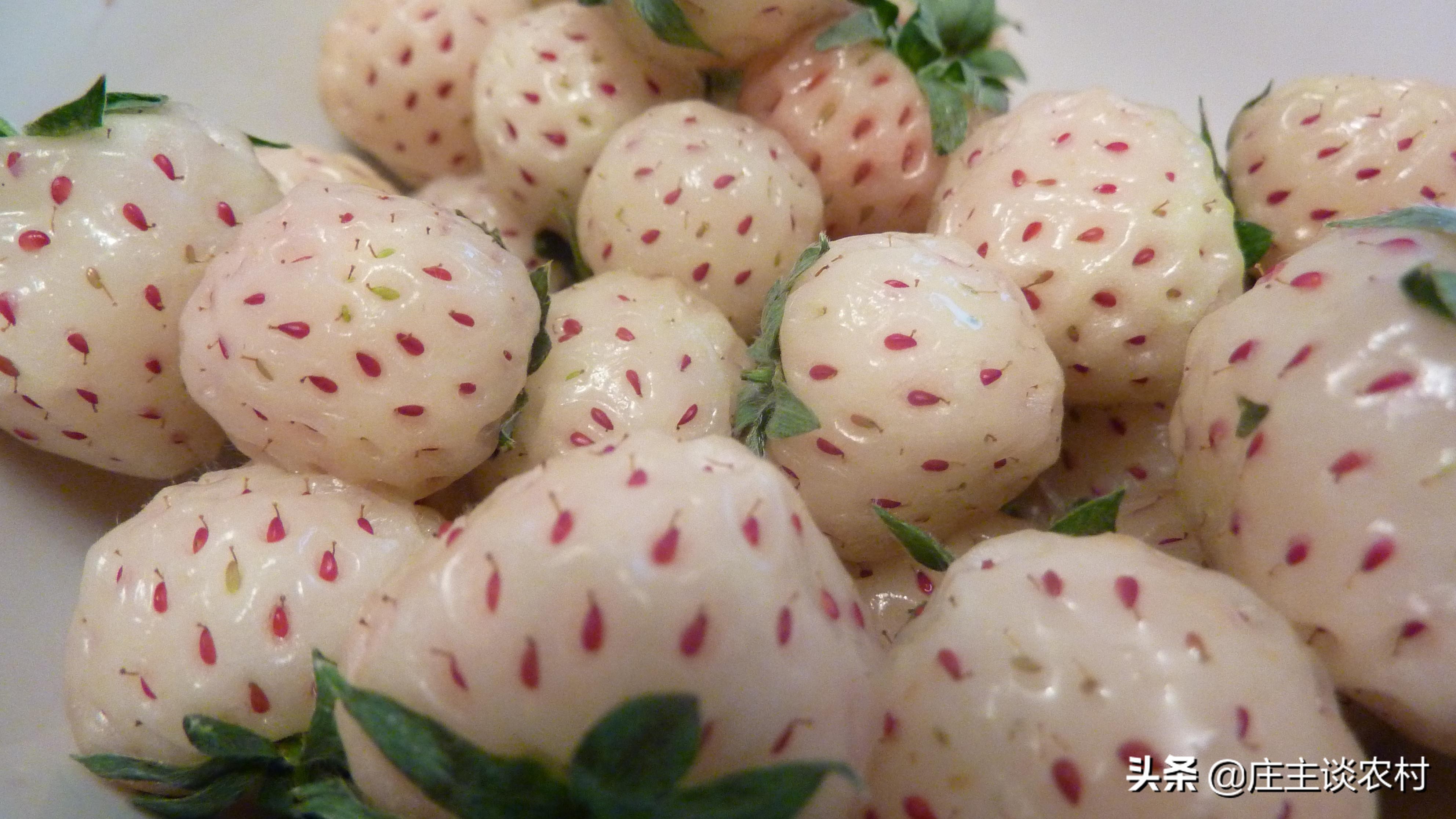 世界上最贵的几种食材有哪些,世界上最贵最顶级的食材