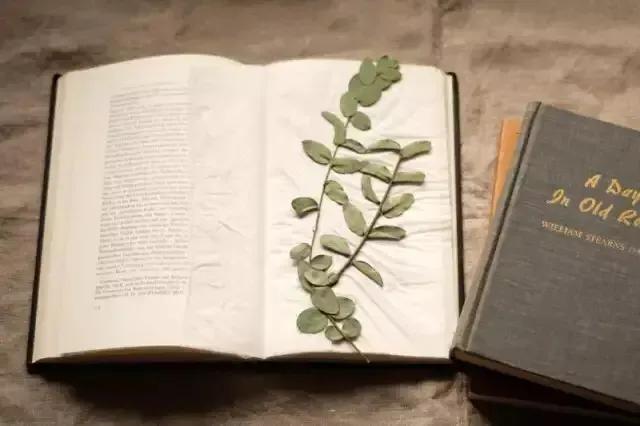 如何制作植物标本书,用小麻薯圆标本做手账