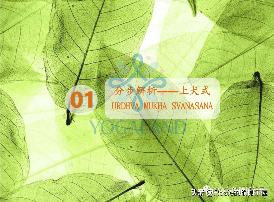 瑜伽小白如何在家自己练瑜伽,瑜伽零基础入门的基本体式有哪些