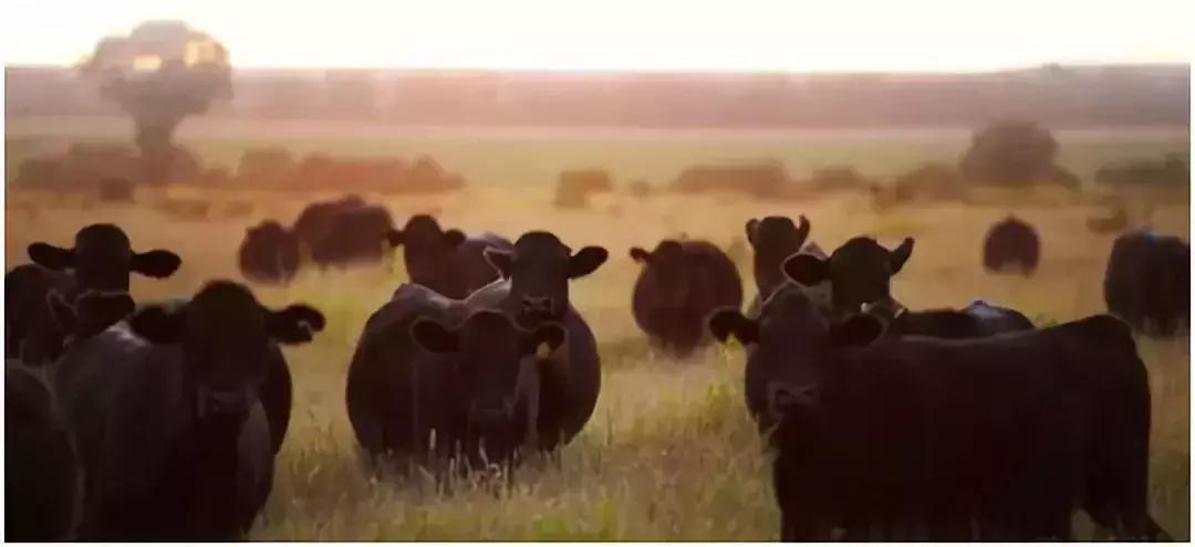 日本“国宝级精液”差点进入中国，吓坏了日本人