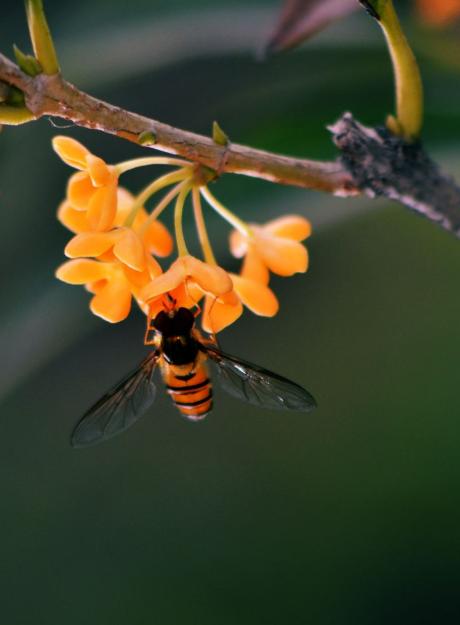 含有桂花的经典古诗赏析与解读,必背古诗词中关于桂花的诗句