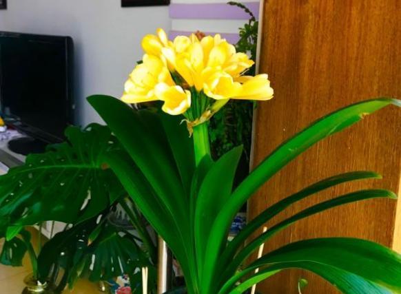 君子兰浇水不吸水怎么办,君子兰不开花浇鸡蛋液应该怎么浇