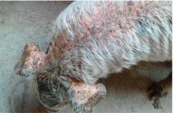 猪坏死性皮炎和渗出性皮炎,猪渗出性皮炎的原因和治疗方案