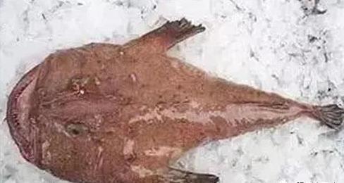 海洋最丑的海鲜 (5种长丑但好吃的海鲜)