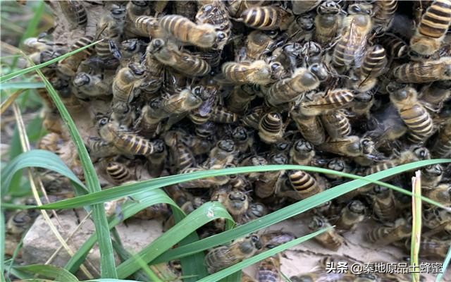 蜂王被蛰怎么办,蜂王被围的3种解救办法