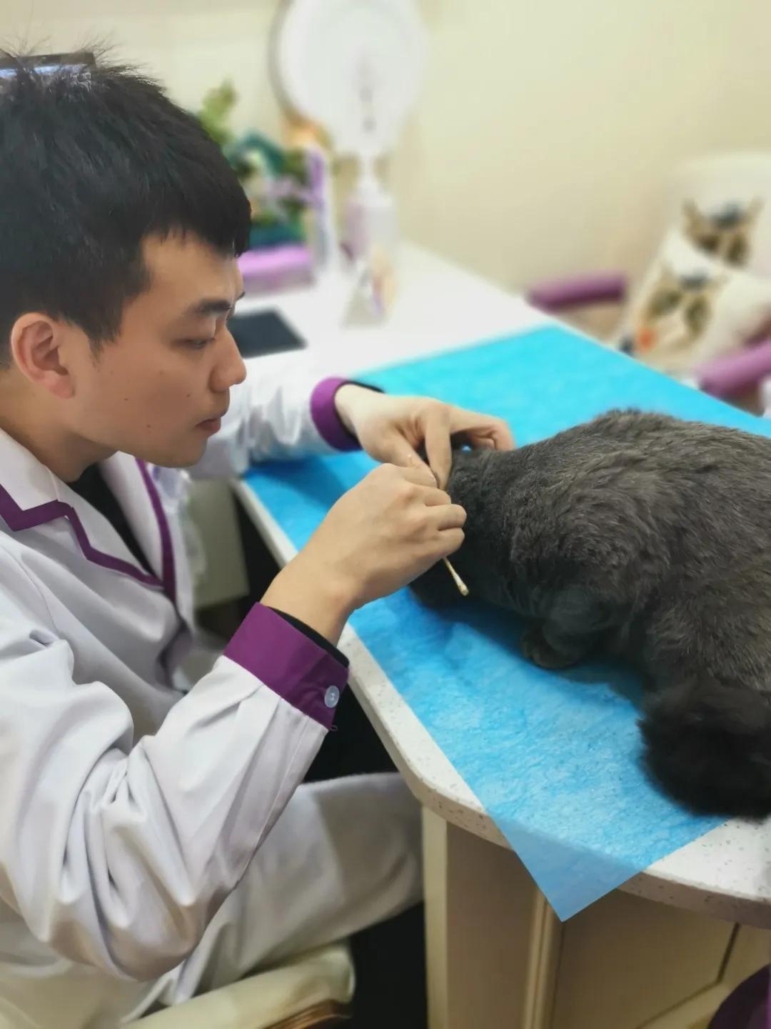 瀹犵埍鍥介檯鍔ㄧ墿鍖婚櫌闄㈣,瀹犵埍鍥介檯鍔ㄧ墿鍖婚櫌浣撳唴椹辫櫕