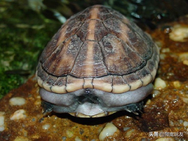 过量喂食生长速度缓慢,龟一般喂多少合适