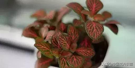 打翻了调色盘的花,打翻了调色盘的美景