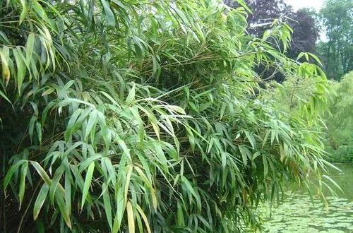 大熊猫最爱吃的竹子是什么竹子,大熊猫为什么吃竹子不伤嘴