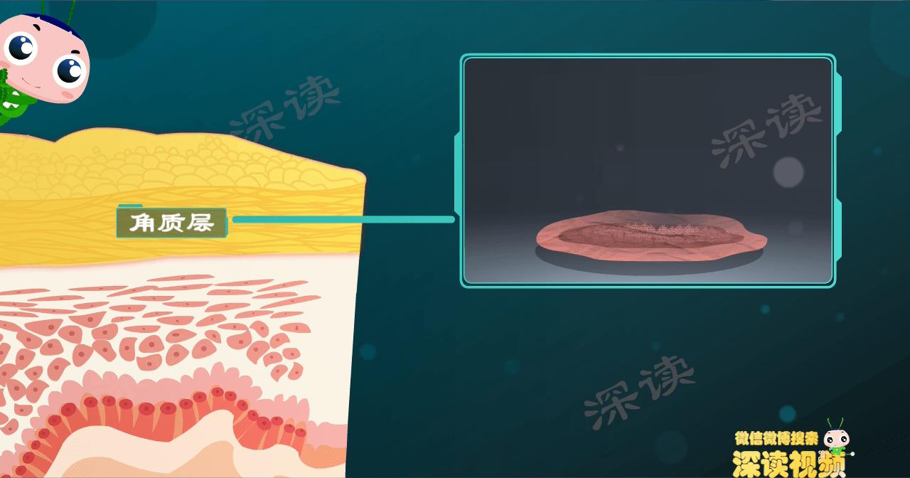 尖锐性湿疣会引起hpv感染吗,HPV感染几率有多高
