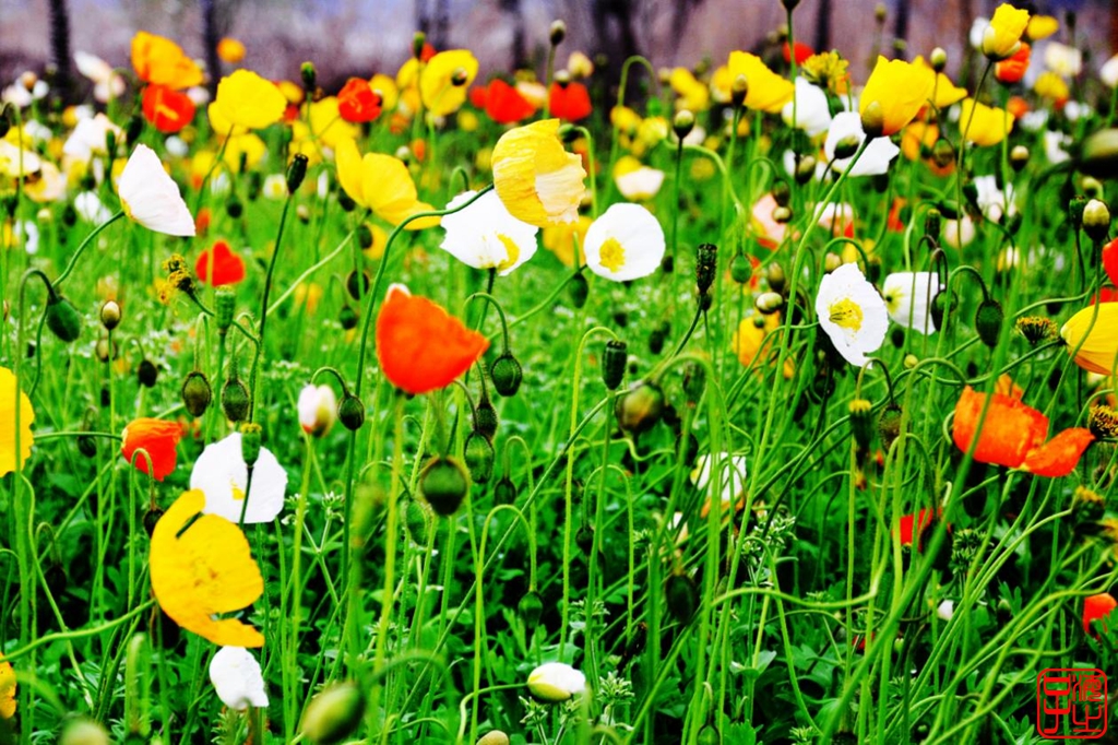 浙江母亲河钱塘江,浙江台州春风