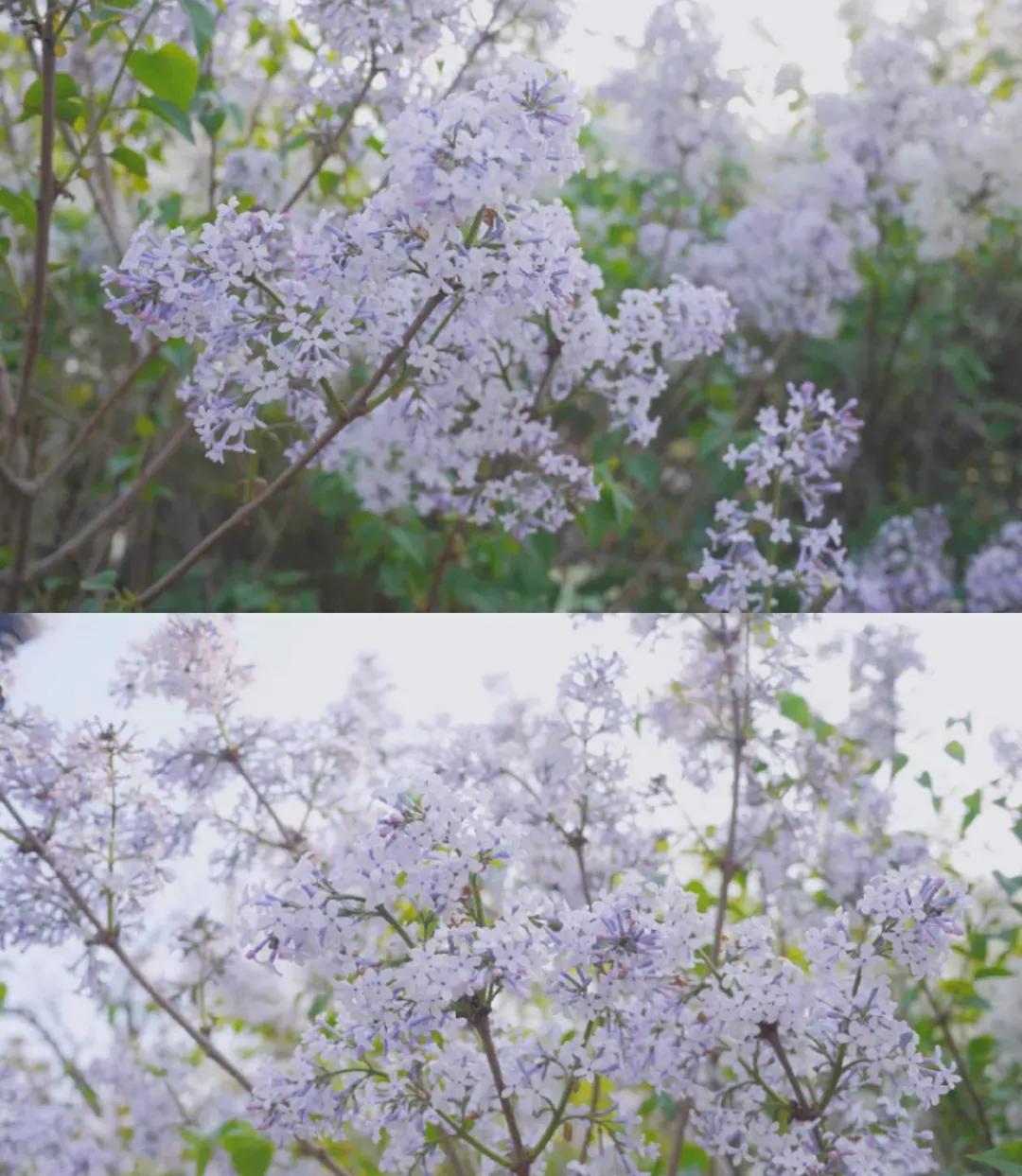 一个不出郑州的踏青好去处,天津春游公园推荐