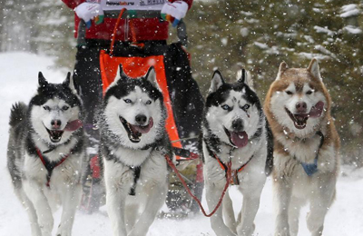 世界上最贵的狗狗排名,世界上最受欢迎的狗狗是什么狗