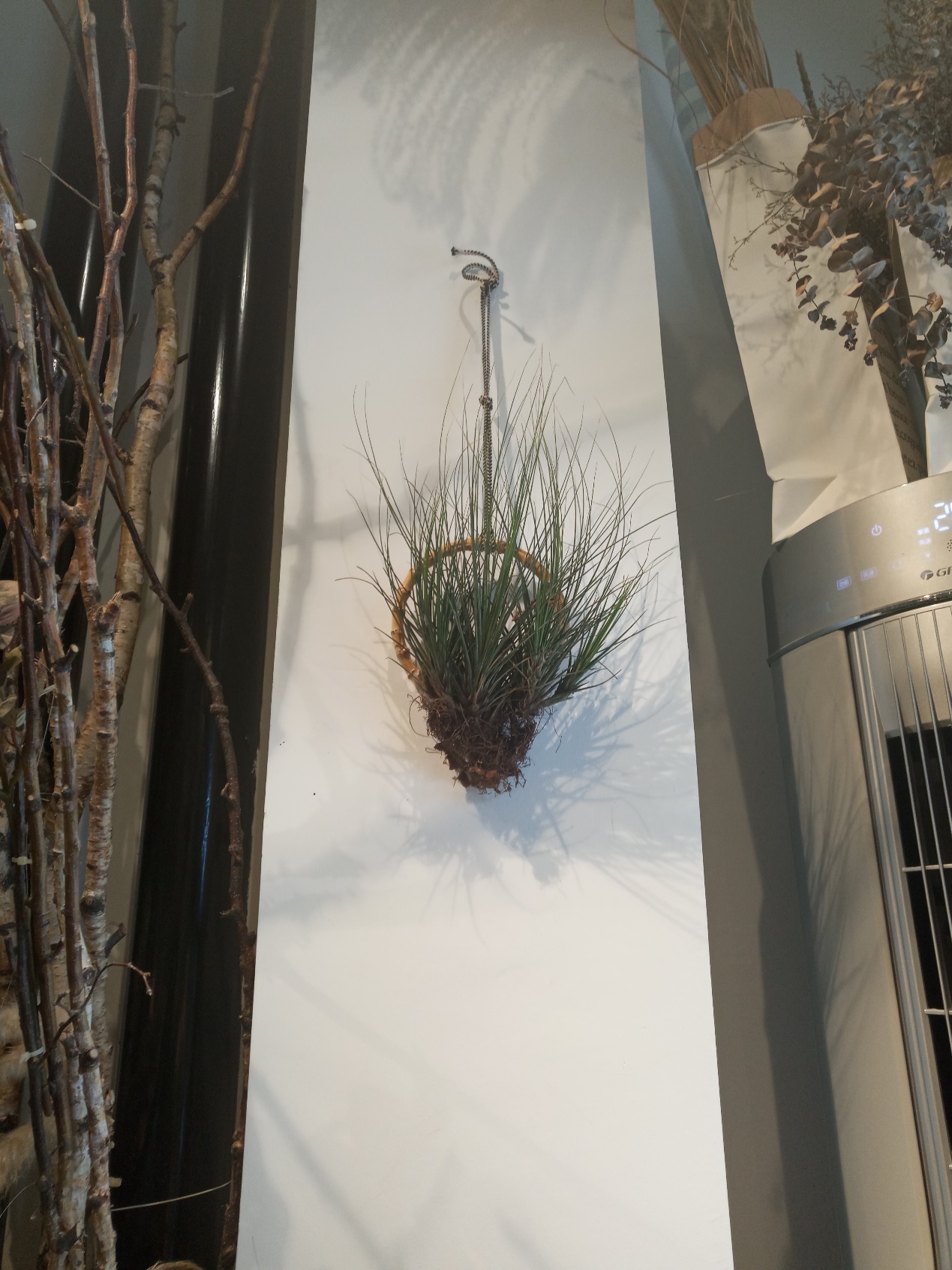 空气凤梨无土懒人植物桌面盆栽,好养懒人绿植推荐一下盆栽