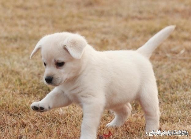 狗狗经常挨打容易出现哪些坏毛病,为什么狗狗挨打不长记性