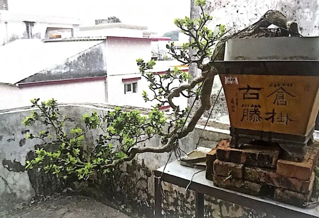 悬崖式老桩盆景,悬崖式盆景造型详解