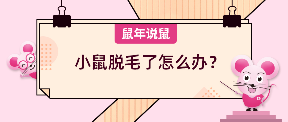 《鼠年说鼠》第八期：小鼠脱毛了怎么办？