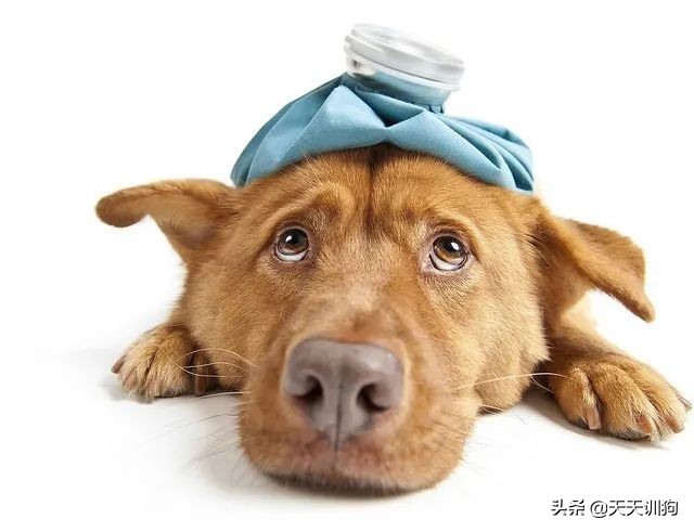 狗狗也有空调病,狗得空调病的症状