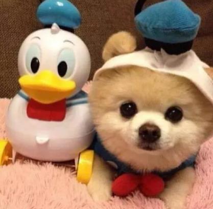 不建议养博美的原因,关于养博美的知识