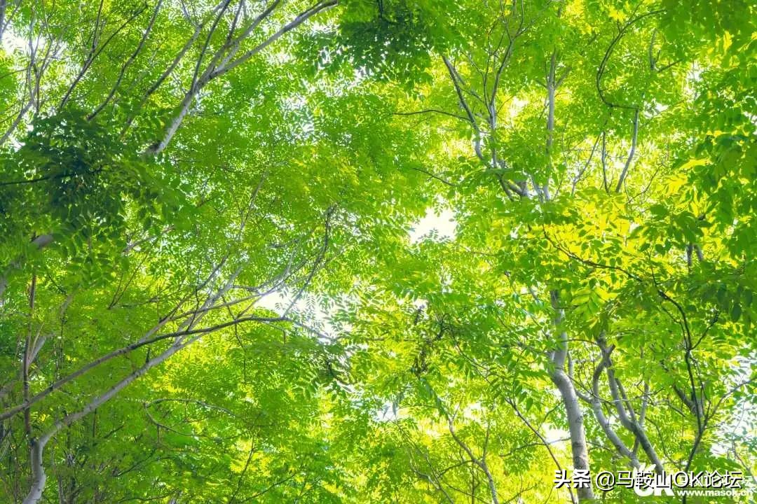 唰，就绿了！马鞍山夏天的n+1种样子