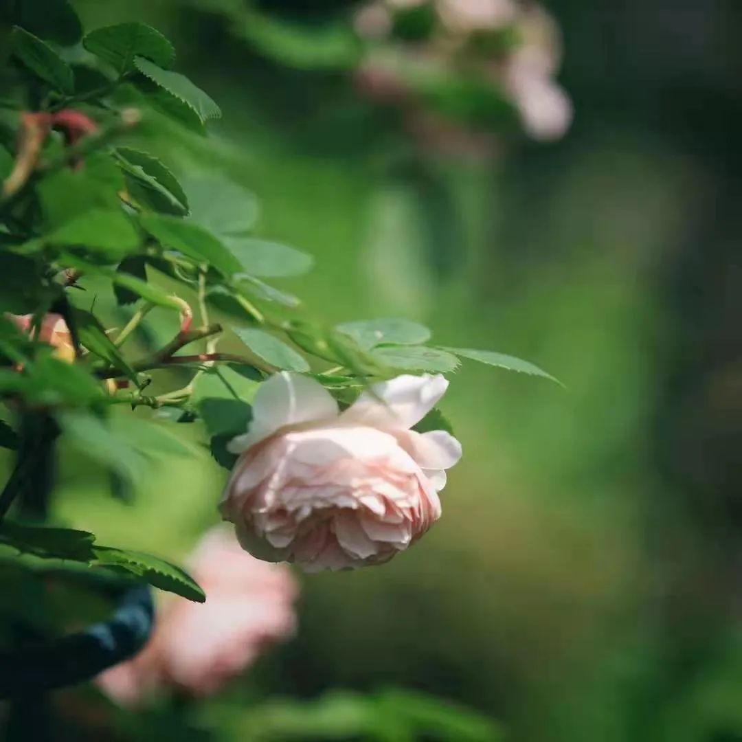 小李阿姨视频,小李阿姨生活视频